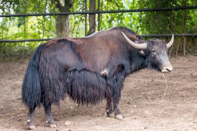 Рівненський звіринець на світлинах волинського фотографа. ФОТО