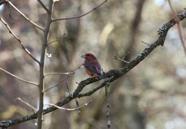 Волинський фотомайстер «упіймав» яскраву пташку