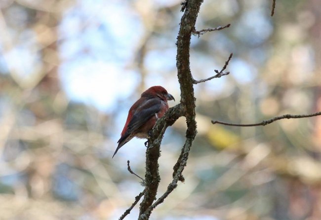 Волинський фотомайстер «упіймав» яскраву пташку