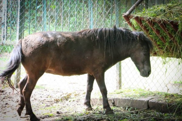 У Луцькому зоопарку - поповнення. ФОТО