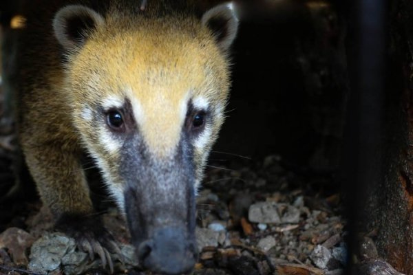 У Луцькому зоопарку - поповнення. ФОТО