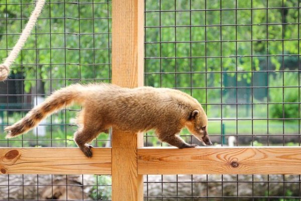 У Луцькому зоопарку - поповнення. ФОТО
