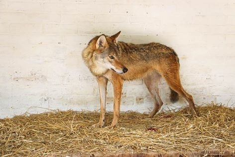У Луцькому зоопарку - поповнення. ФОТО