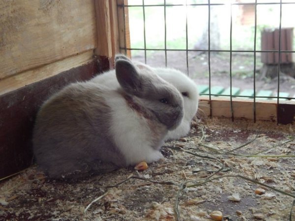 «Діти» луцького зоопарку. ФОТО