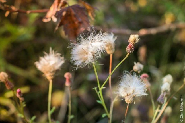 Луцький фотограф показав красу осені