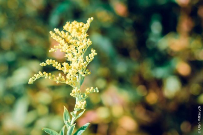 Луцький фотограф показав красу осені