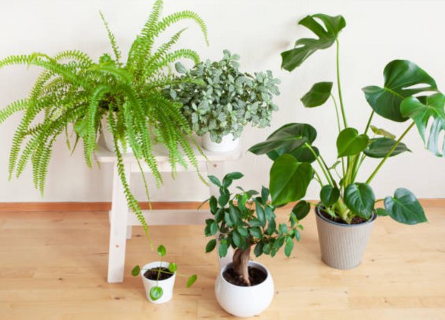 Декоративні листяні кімнатні рослини: оберіть свій ідеальний вазон