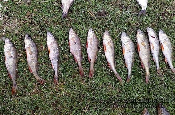 На Волині правоохоронці затримали браконьєра. ФОТО