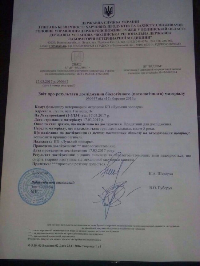 У луцькому зоопарку померла «загодована відвідувачами» альпака