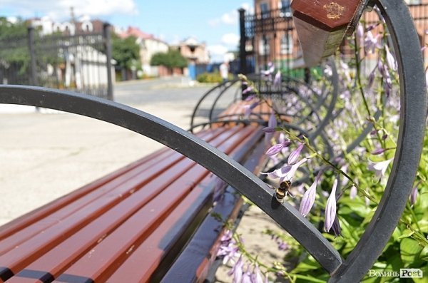 Місто, яке я люблю. Квіти Луцька