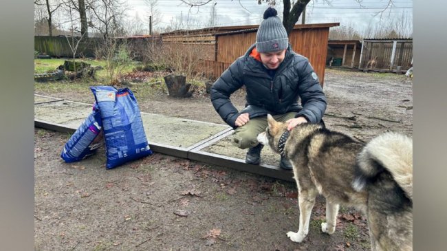 «Таємний Санта для безпритульних тварин»: волинські активісти збирають корм для собак і котів