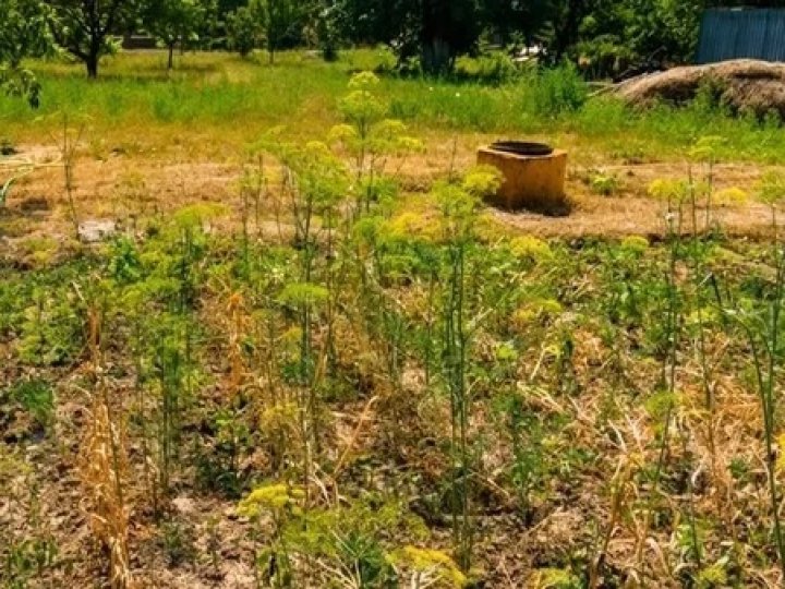 «Все посохло»: на дачному масиві біля Луцька люди уже пів місяця не мають води