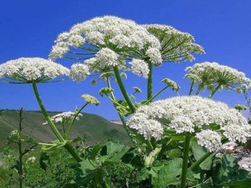 На Волині не поспішають знищувати борщівник