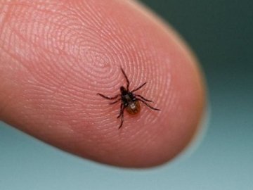 На Волині у пенсіонерки виявили хворобу Лайма