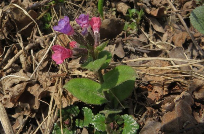 У «Цуманській пущі» зафіксували рідкісних тварин та рослин. ФОТО
