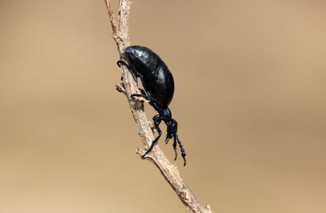 У «Цуманській пущі» зафіксували рідкісних тварин та рослин. ФОТО