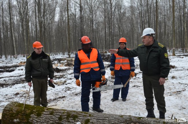 Жнива у зимовому лісі: як на Волині заготовляють деревину. ФОТО