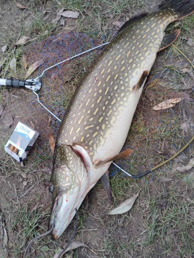 У Луцькому районі рибалка спіймав щуку вагою понад 7 кілограмів