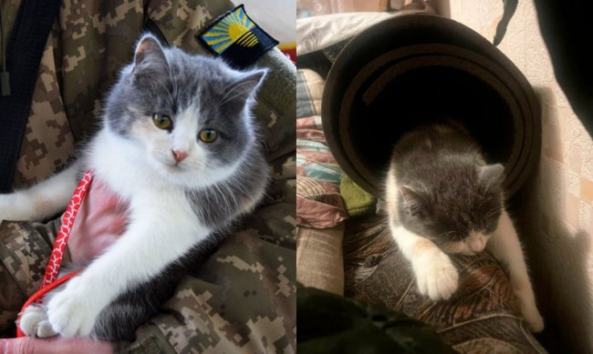 Волинський прикордонник привіз до Луцька кицьку, яку прихистив на службі