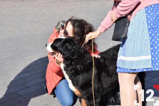 У Луцьку влаштували перший в Європі парад-фестиваль бернських зенненхундів. ФОТО