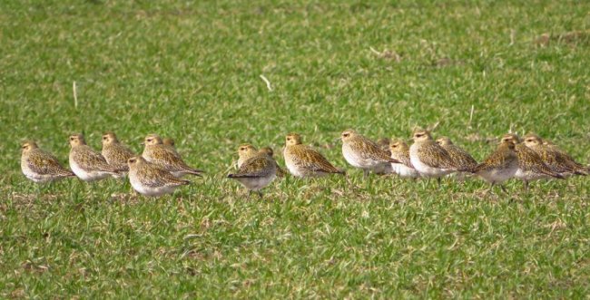 У волинському полі побачили величезну зграю рідкісних птахів. ФОТО