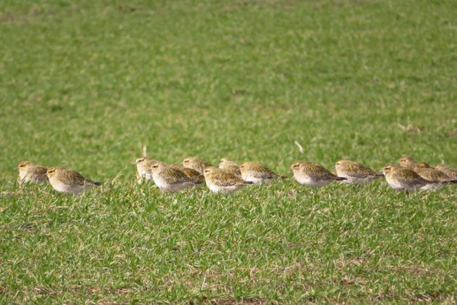 У волинському полі побачили величезну зграю рідкісних птахів. ФОТО