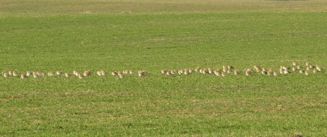 У волинському полі побачили величезну зграю рідкісних птахів. ФОТО
