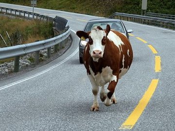 Судили волинянина,  який автівкою збив на дорозі корову