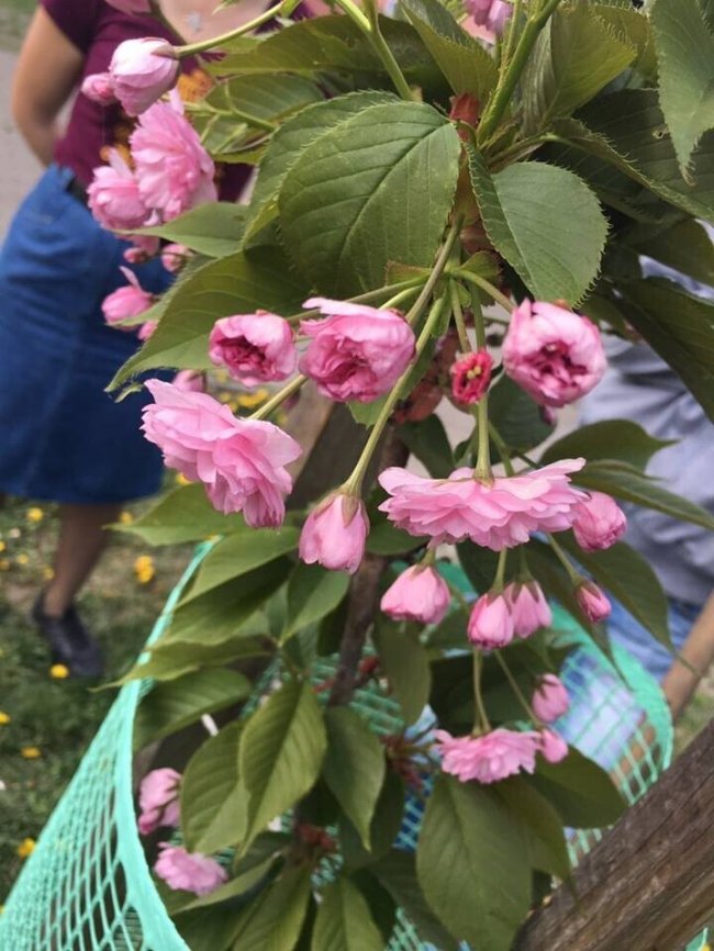 У центрі Луцька зацвіли саджанці сакури. ФОТО