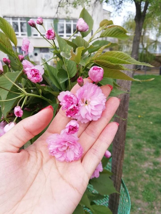 У центрі Луцька зацвіли саджанці сакури. ФОТО