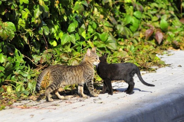«Бабине літо» і «бебі-бум» Луцьку. ФОТО
