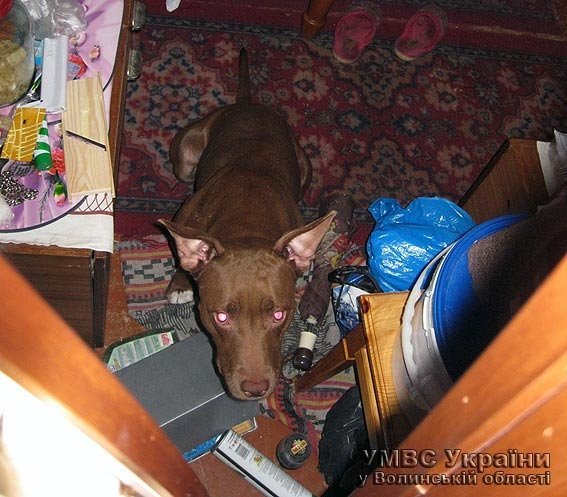 На Волині п’яний чоловік нацькував на міліціонера пітбультер’єра