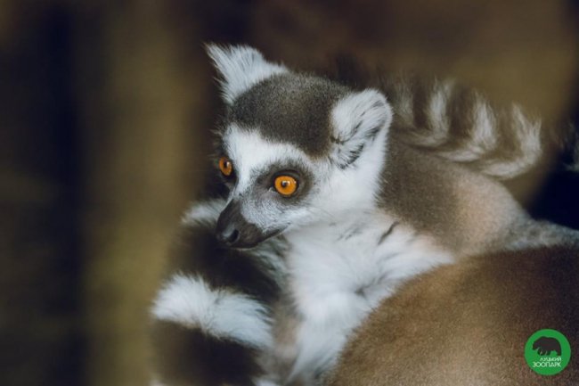 Звірята луцького зоопарку – в очікуванні весни. ФОТО