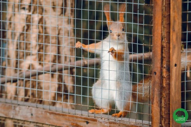 Звірята луцького зоопарку – в очікуванні весни. ФОТО