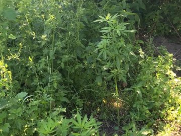 Викрили волинянина, який вирощував коноплі та торгував психотропами. ФОТО