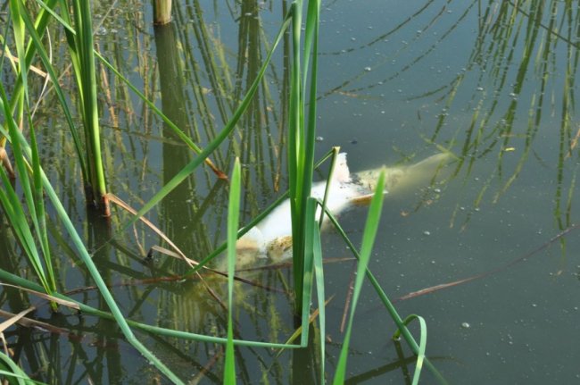 У Нововолинську виявили мертву рибу в озері