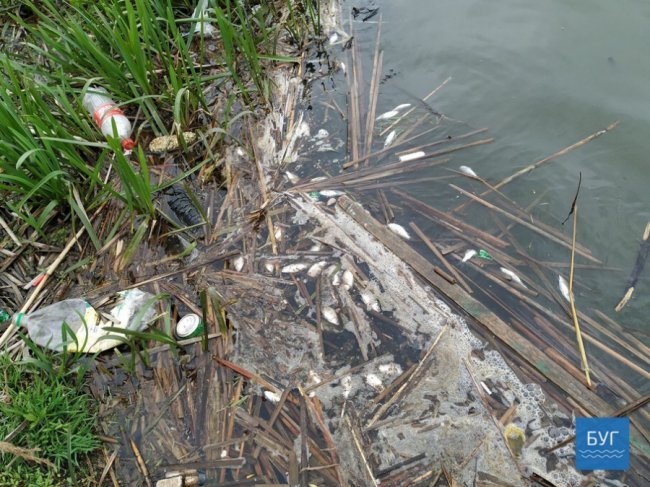 У Нововолинську виявили мертву рибу в озері