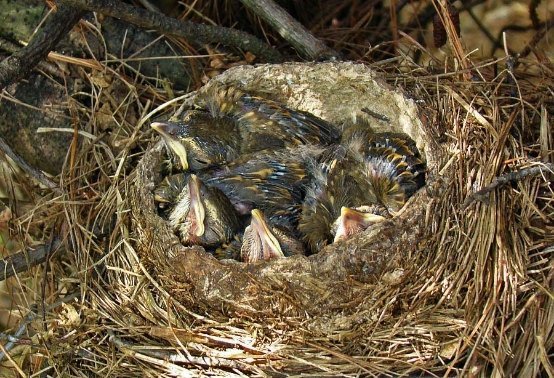 Пташеня дрозда