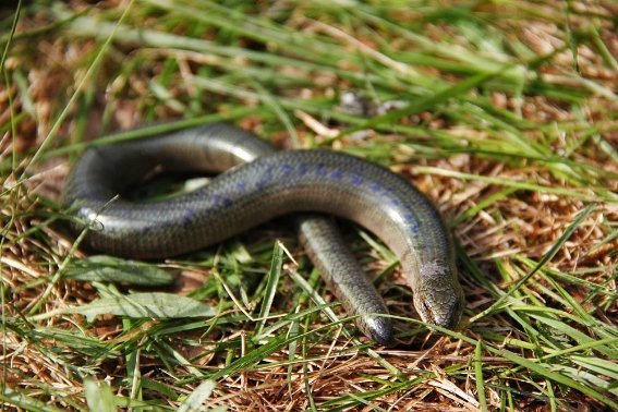 Веретільниця ламка