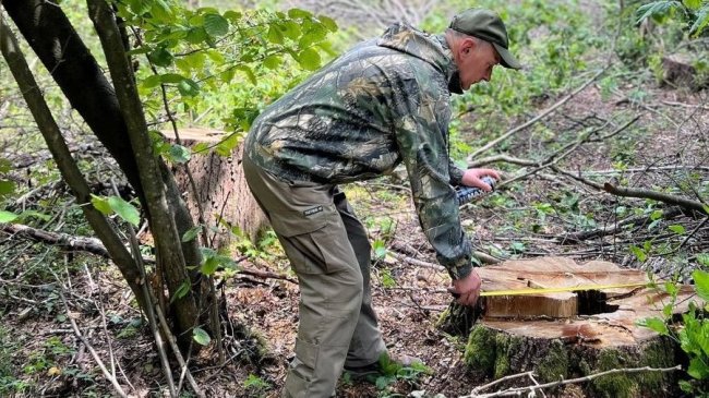 На Волині виявили незаконну порубку дерев на понад 13 мільйонів