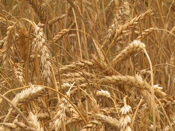 Рятувальники попереджають волинян про пожежну небезпеку