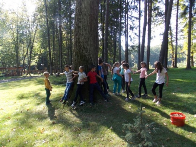 Дітлахи на Волині заготовляють жолуді древнього дуба. ФОТО