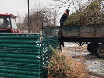 Як тепер утилізувати новорічні дерева жителям волинського міста. ВІДЕО