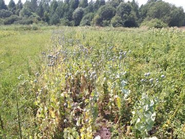 У Ківерцівському районі  поліцейські на городі знайшли великі посіви снодійного маку