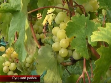 Як на Волині успішно займаються виноградарством. ВІДЕО