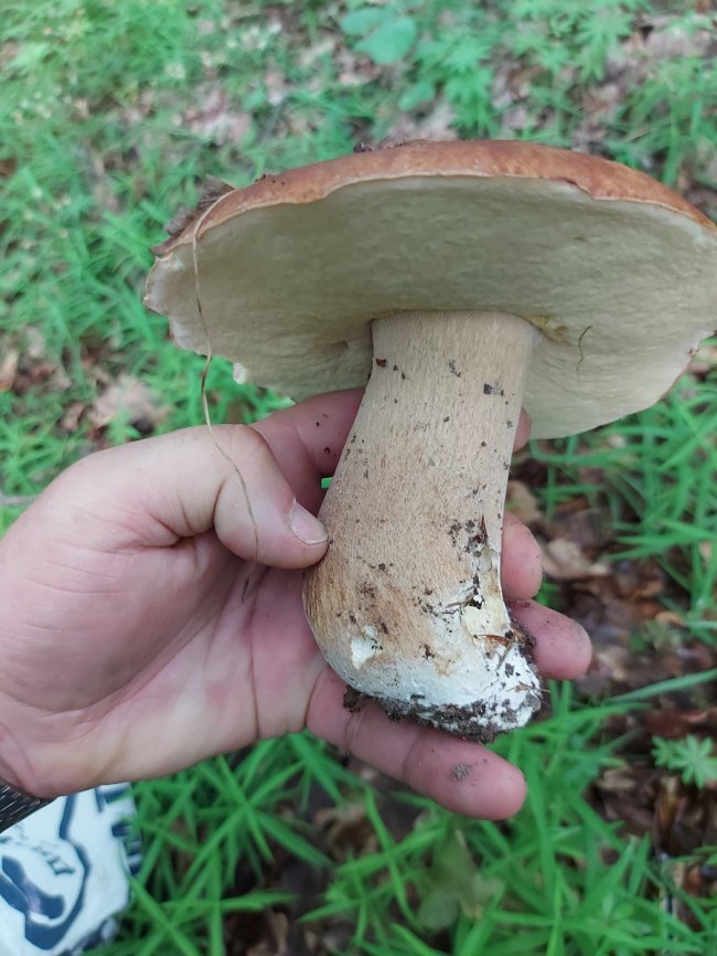 На Волині – у розпалі грибний сезон