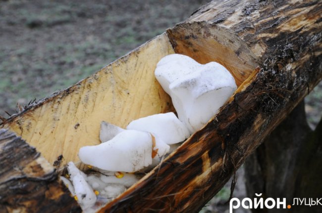 Як на Волині рятують диких тварин від холоду і голоду. ФОТО. ВІДЕО