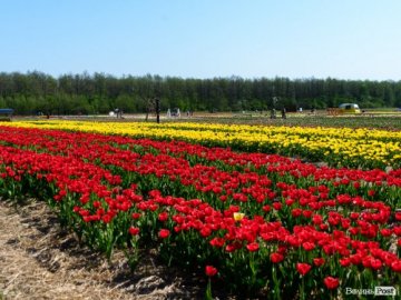 На фестивалі «Волинська Голландія» діятиме знижка до Дня вишиванки