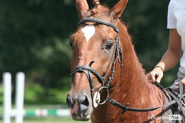 Красуні-вершниці і козаки-екстремали: у Луцьку пройшли кінно-спортивні змагання. ФОТО