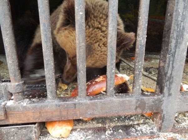 Ведмедів з пересувного звіринця на Рівненщині прихистив «Луцький зоопарк». ФОТО